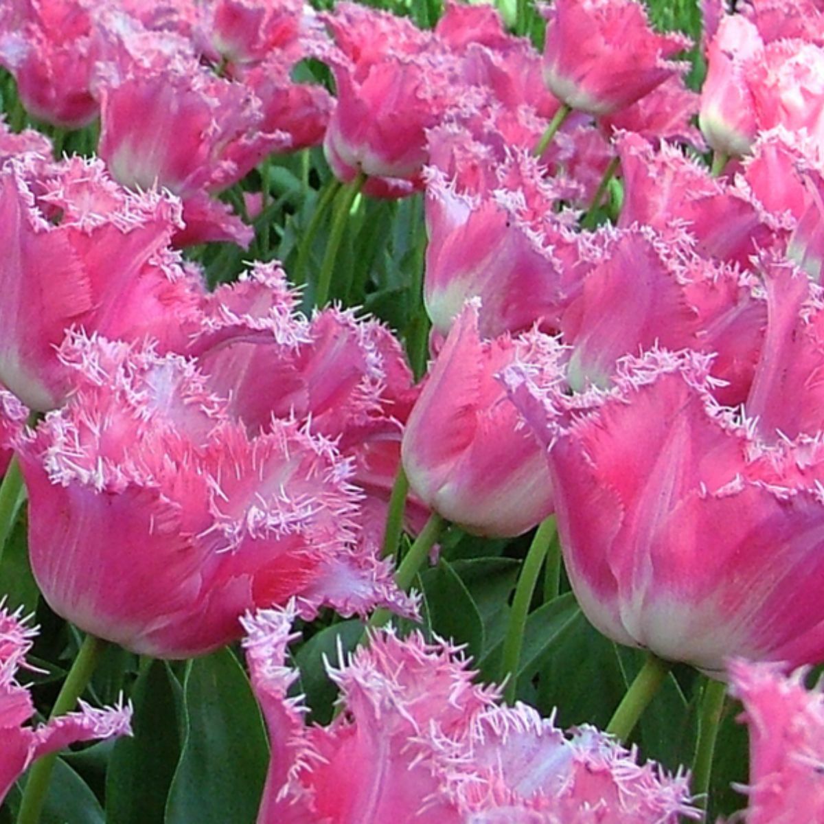 Tulipa Fringed 'Fancy Frills