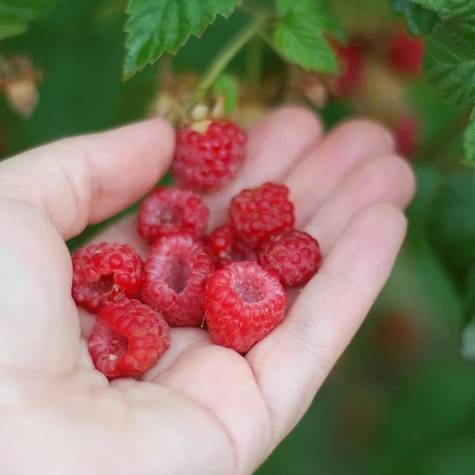  Rubus idaeus var. nana Malina karłowa Sweet Sunshine powtarzająca w doniczce