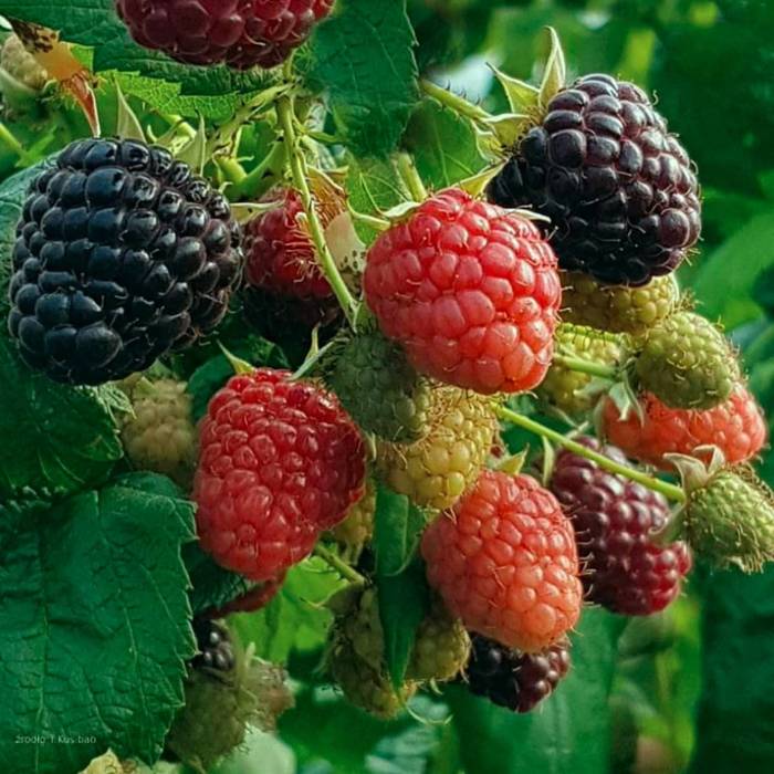  Rubus occidentalis Malina czarna Heban Black Polka w doniczce