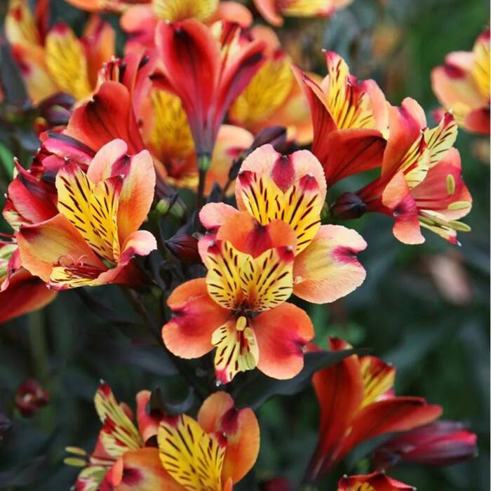 Alstremeria ogrodowa 'Indian Summer'