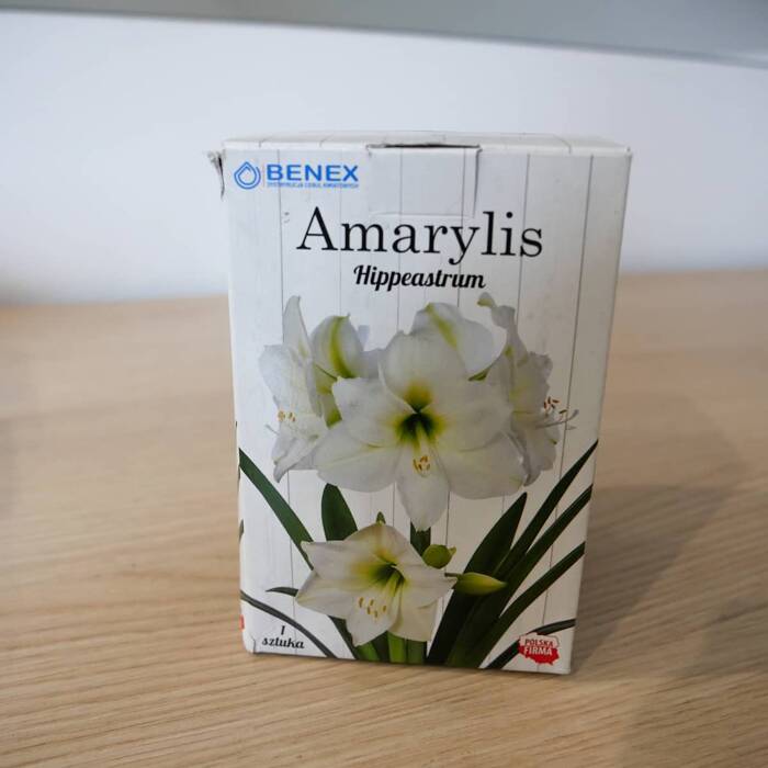 Amarylis biały w pudełku
