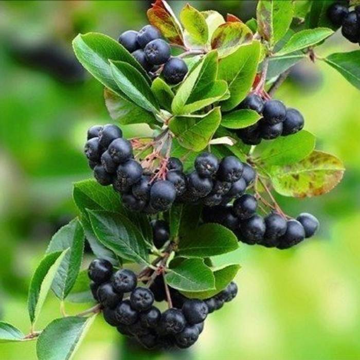 Aronia Czarna Czarnoowocowa Viking  (C2)