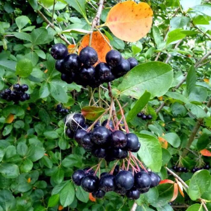 Aronia czarnoowocowa Amit w doniczce