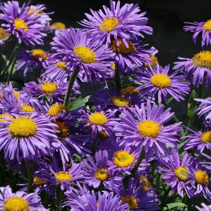 Aster alpejski Violet