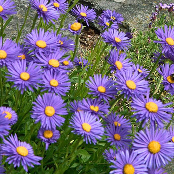 Aster alpejski Violet (P9)