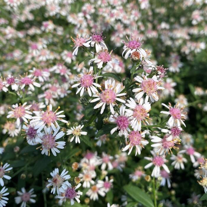 Aster bocznolistny Lady in Black czarna dama