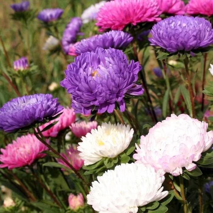 Aster chryzantemowy mix kolorów 1g Polan