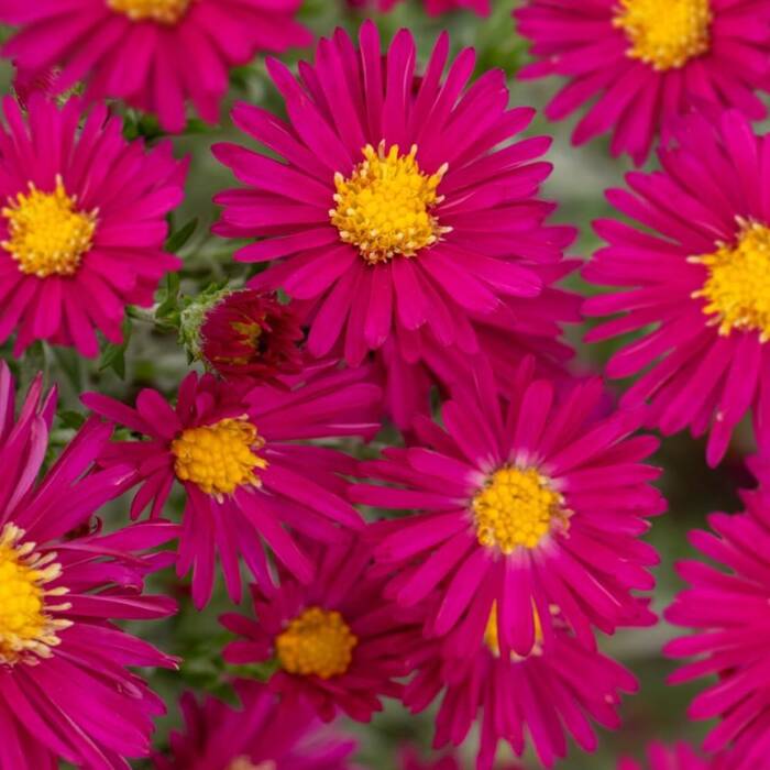 Aster nowobelgijski Crimson Brocade (P9)