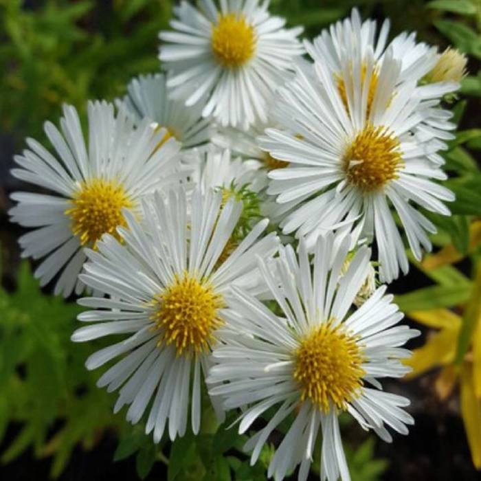 Aster owłosiony Monte Cassino biały (C2)