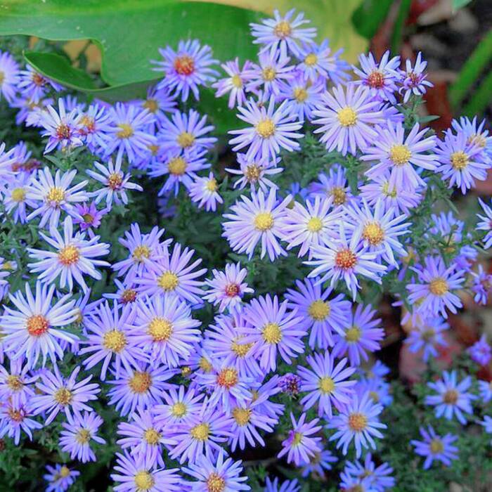 Aster sercolistny Blue Autumn błękitna jesień (P9)