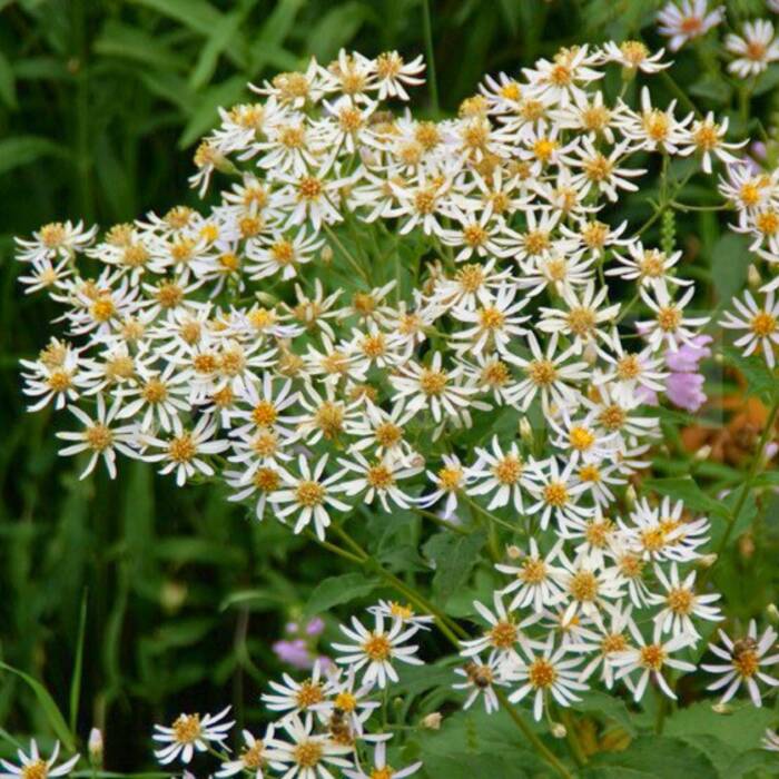 Aster wielkolistny Aster macrophyllus (P9)