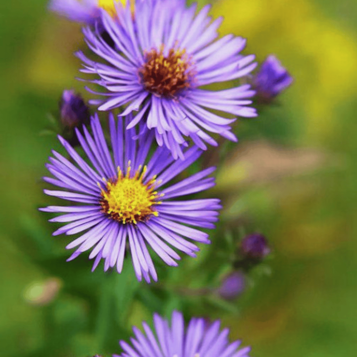 Aster wielkolistny Twilight (C2)