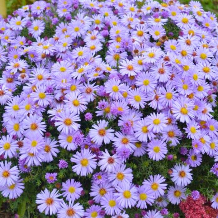 Aster wrzoslistny Blue Wonder fioletowy (C2)