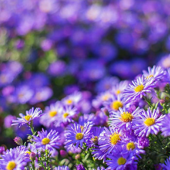 Aster wrzoslistny Blue Wonder fioletowy (C2)