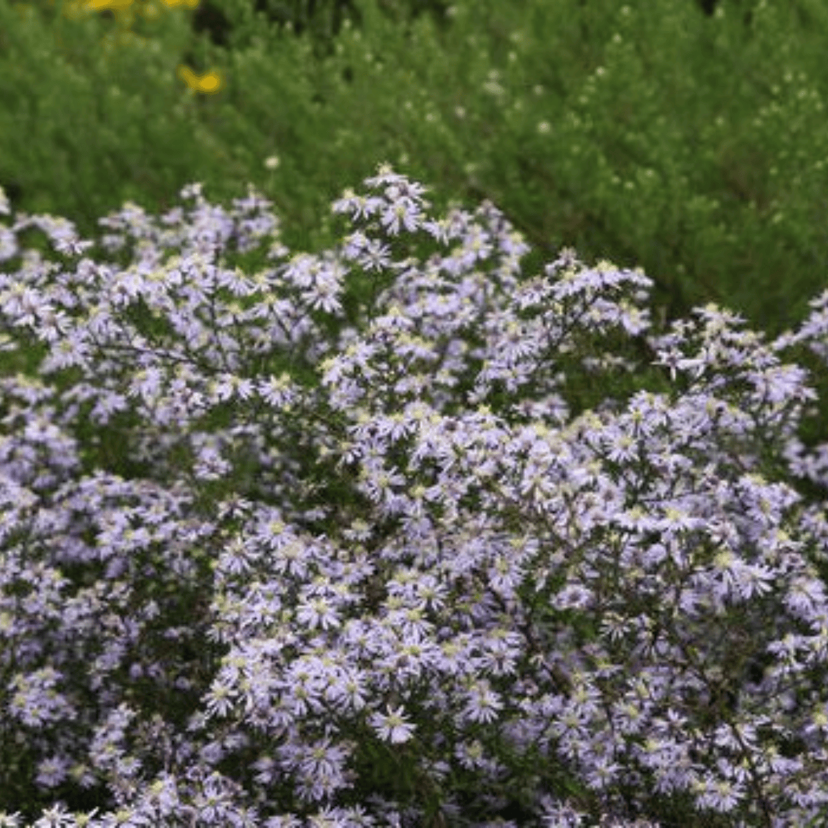 Aster wrzoslistny Erlkönig (C2)