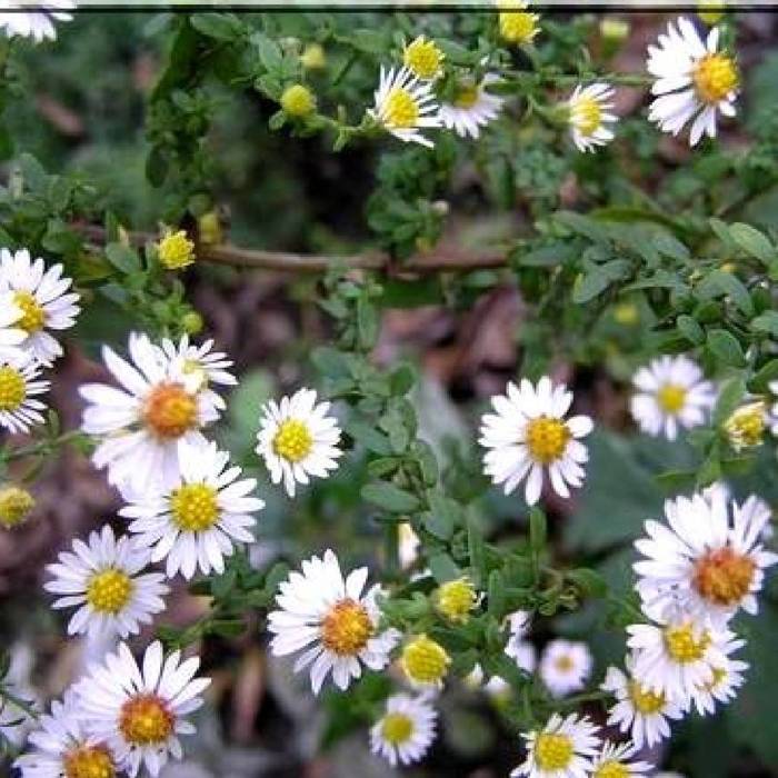 Aster wrzoslistny Schneegitter (C2)