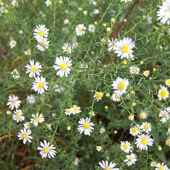 Aster wrzosolistny Golden Spray biały 