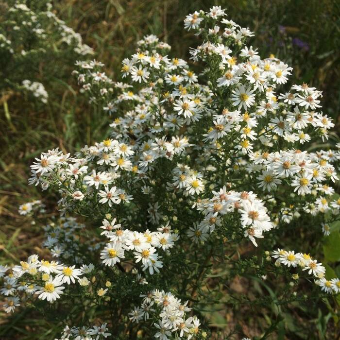 Aster wrzosolistny Golden Spray biały (C2)