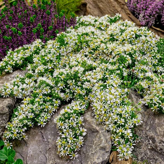 Aster wrzosolistny Snow Flurry biały płożący