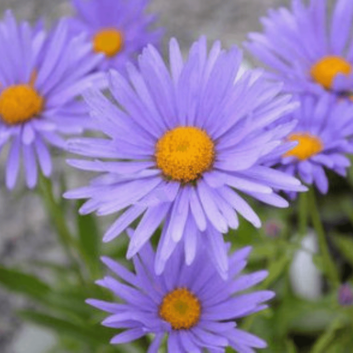 Aster żeniszkowaty Adustus Nanus (C2)