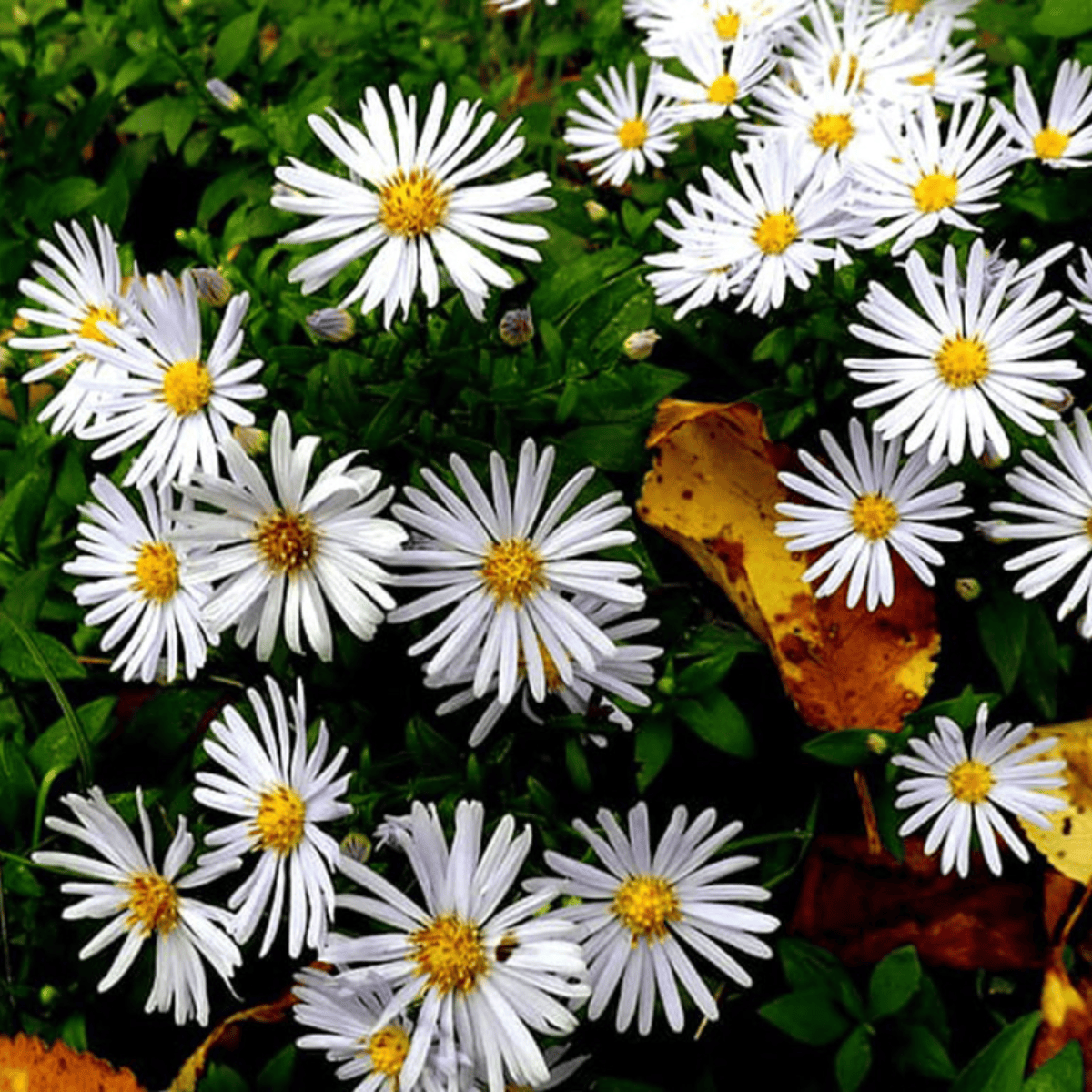 Aster żeniszkowaty Asmo (C2)