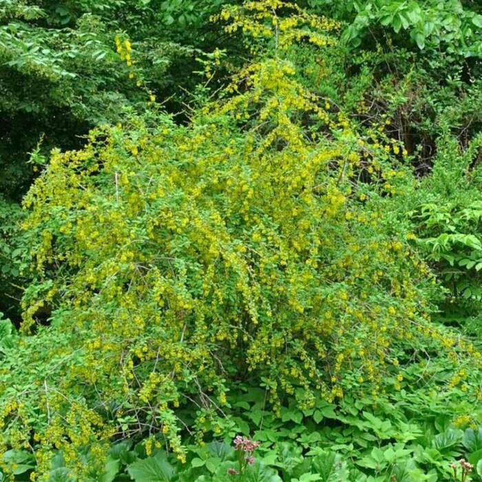 Berberys Zwyczajny Na Żywopłot Plant Pack