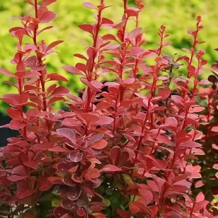 Berberys thunberga Red Rocket (C2)