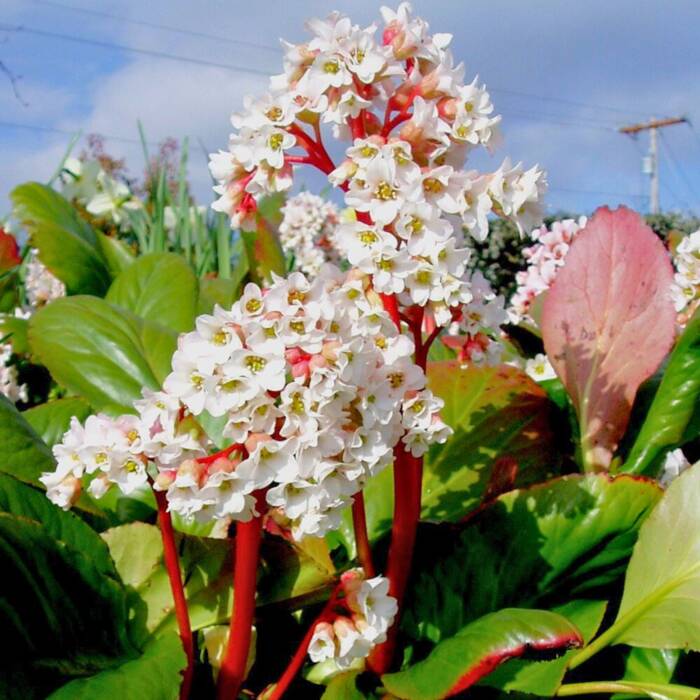 Bergenia sercolistna Bressingham White (C2)