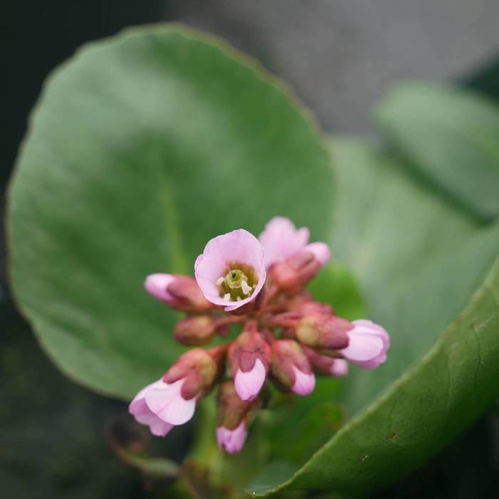 Bergenia sercolistna Rotblum 