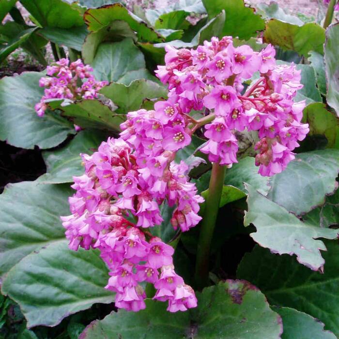 Bergenia sercolistna Rotblum (P9)