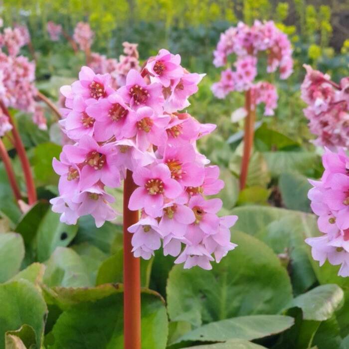 Bergenia sercowata Baby Doll (C2)