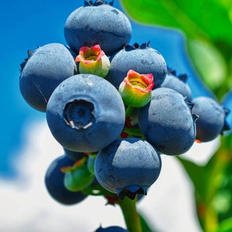 Borówka amerykańska Hardy Blue średniowczesna (C2)