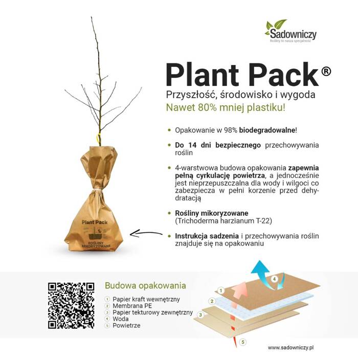 Bożodrzew gruczołowaty Plant Pack