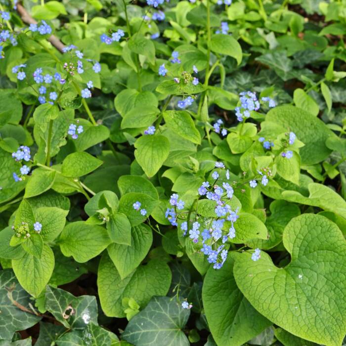 Brunnera wielkolistna