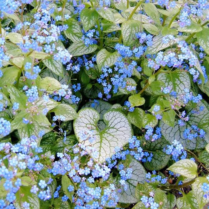 Brunnera wielkolistna (C2)