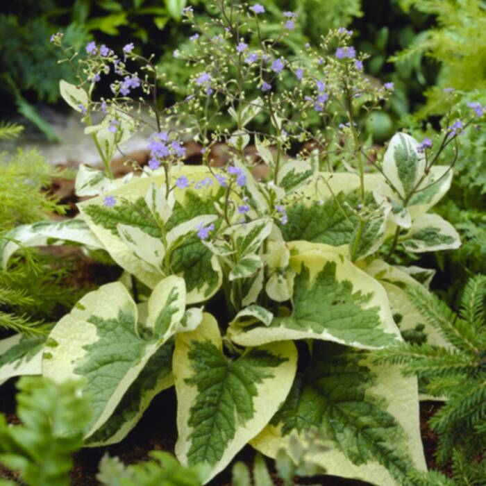 Brunnera wielkolistna Hadspen Cream (P9)