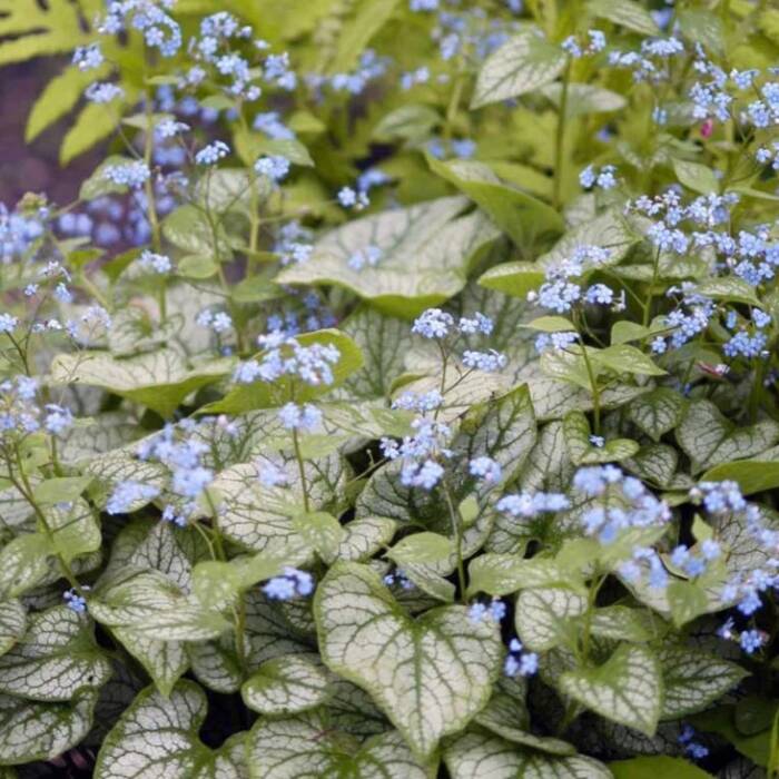 Brunnera wielkolistna Jack Frost (P9)