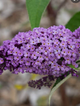 Budleja Flutterby 'Lavender' (P9)