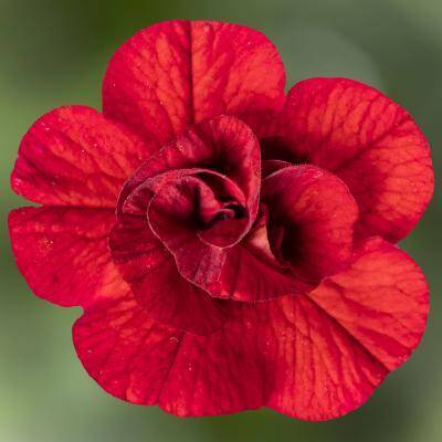 Calibrachoa Mini Surfinia czerwona Callie Double Red