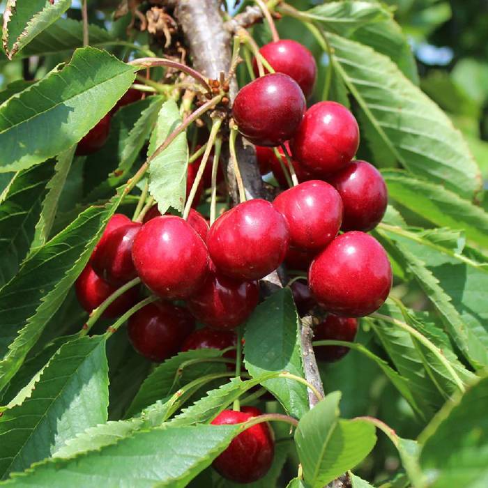 Czereśnia kolumnowa Pola Plant Pack