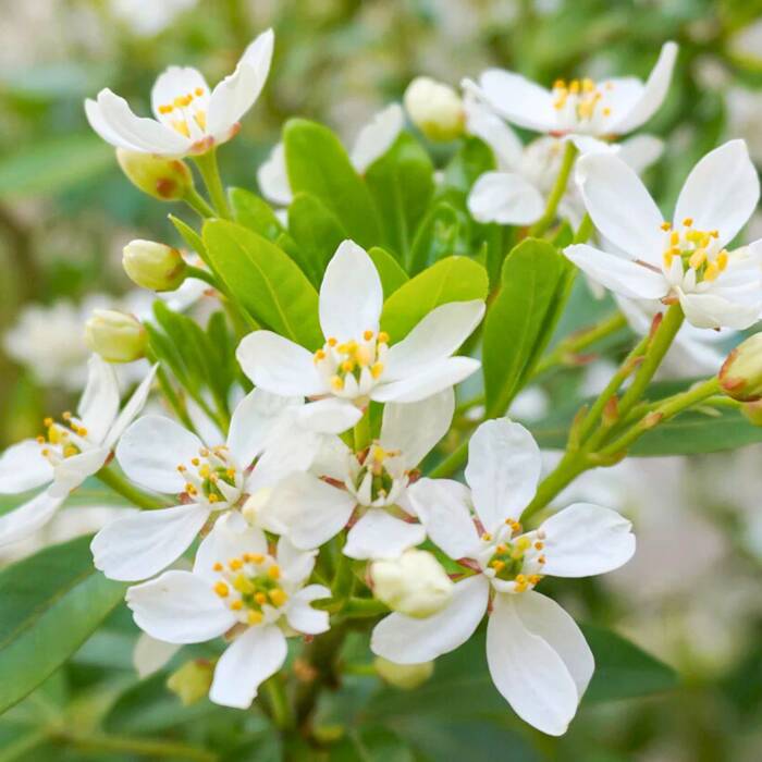 Czojsia 'White Dazzler'