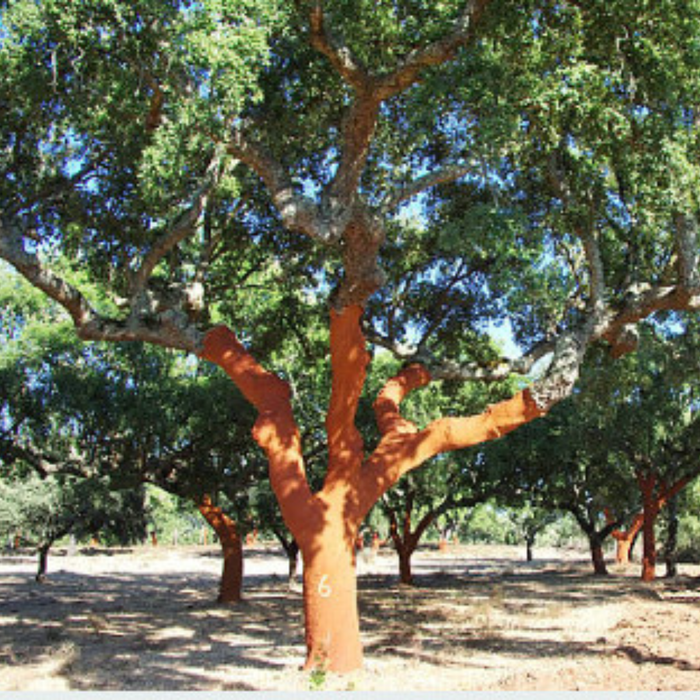 Dąb korkowy Quercus suber