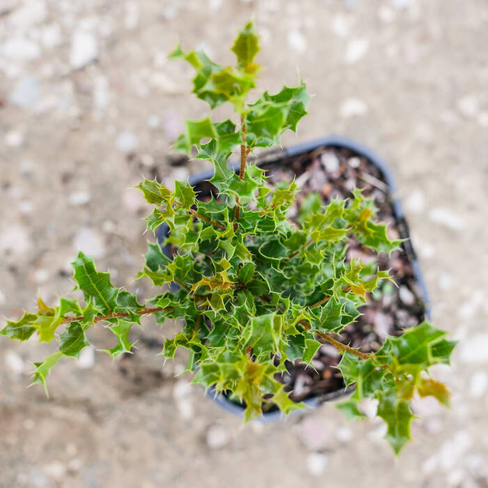 Dąb skalny Quercus coccifera