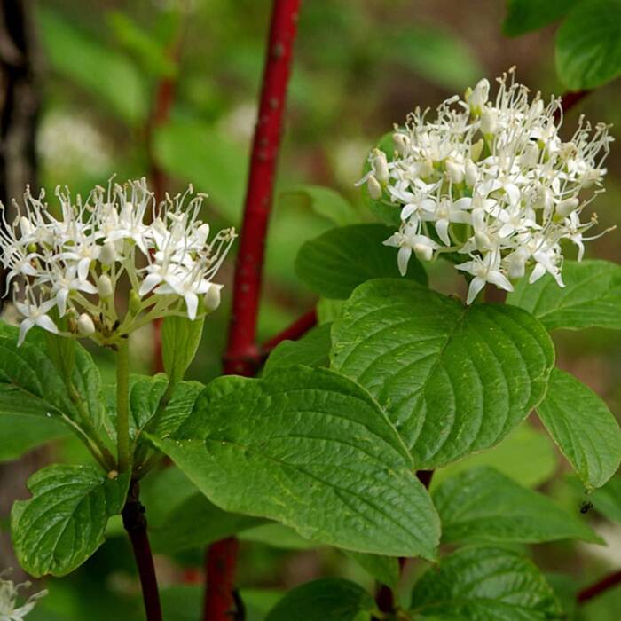 Dereń biały sibirica Plant Pack