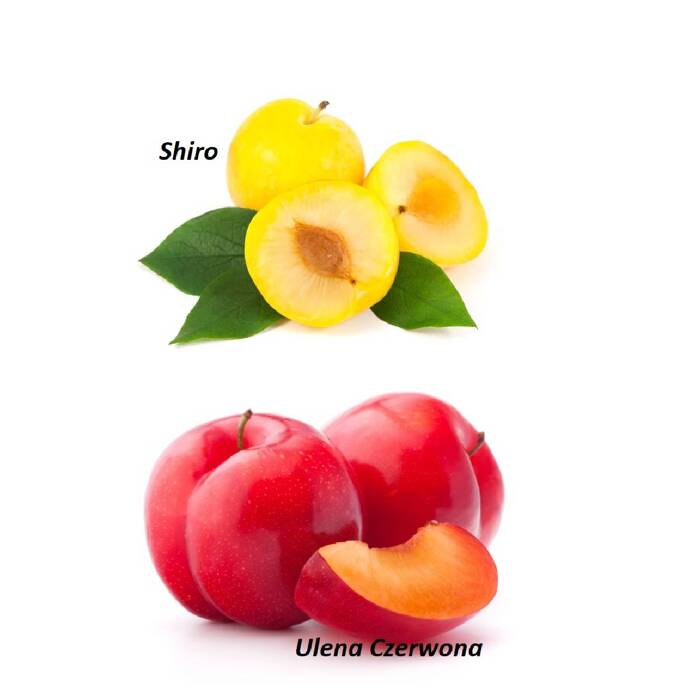 Duo Śliwa Ulena Czerwona + Shiro Plant Pack