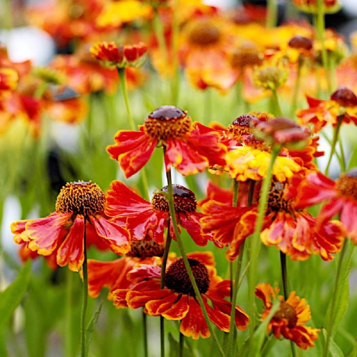 Dzielżan jesienny Helenium autumnale 0,1g