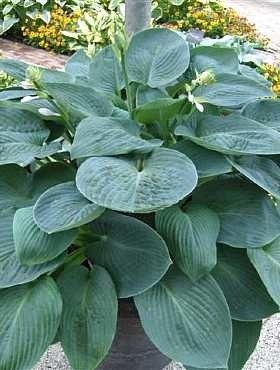 Funkia Hosta Blue Vision niebiesko-zielona   (C2)