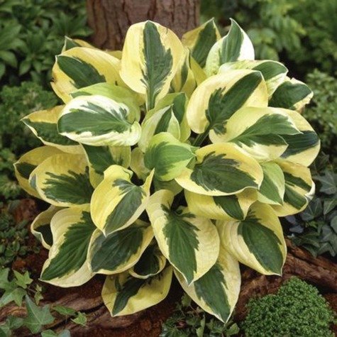 Funkia Hosta Brim Cup (C2)