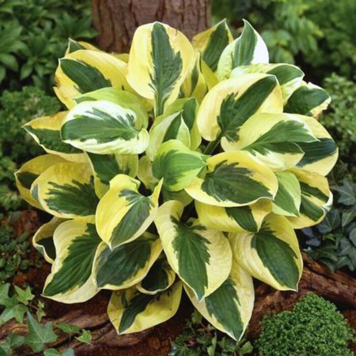 Funkia Hosta Brim Cup (P9)