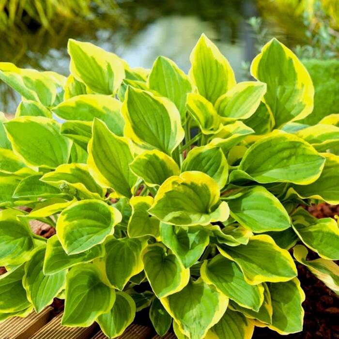 Funkia Hosta Golden Tiara